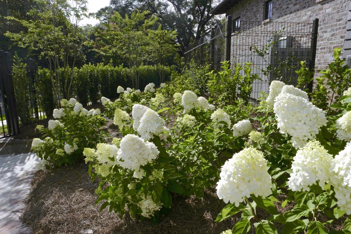 healthy flowers
