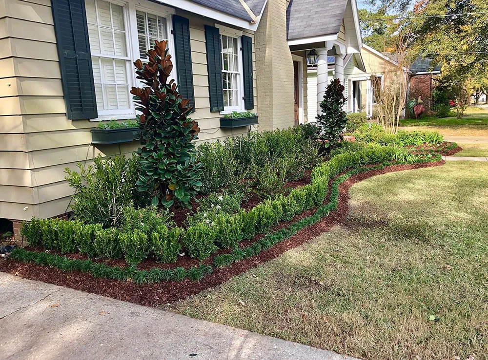 A well-maintained front yard with neatly trimmed hedges, mulched flower beds, and two small trees in front of a beige house with dark green shutters.