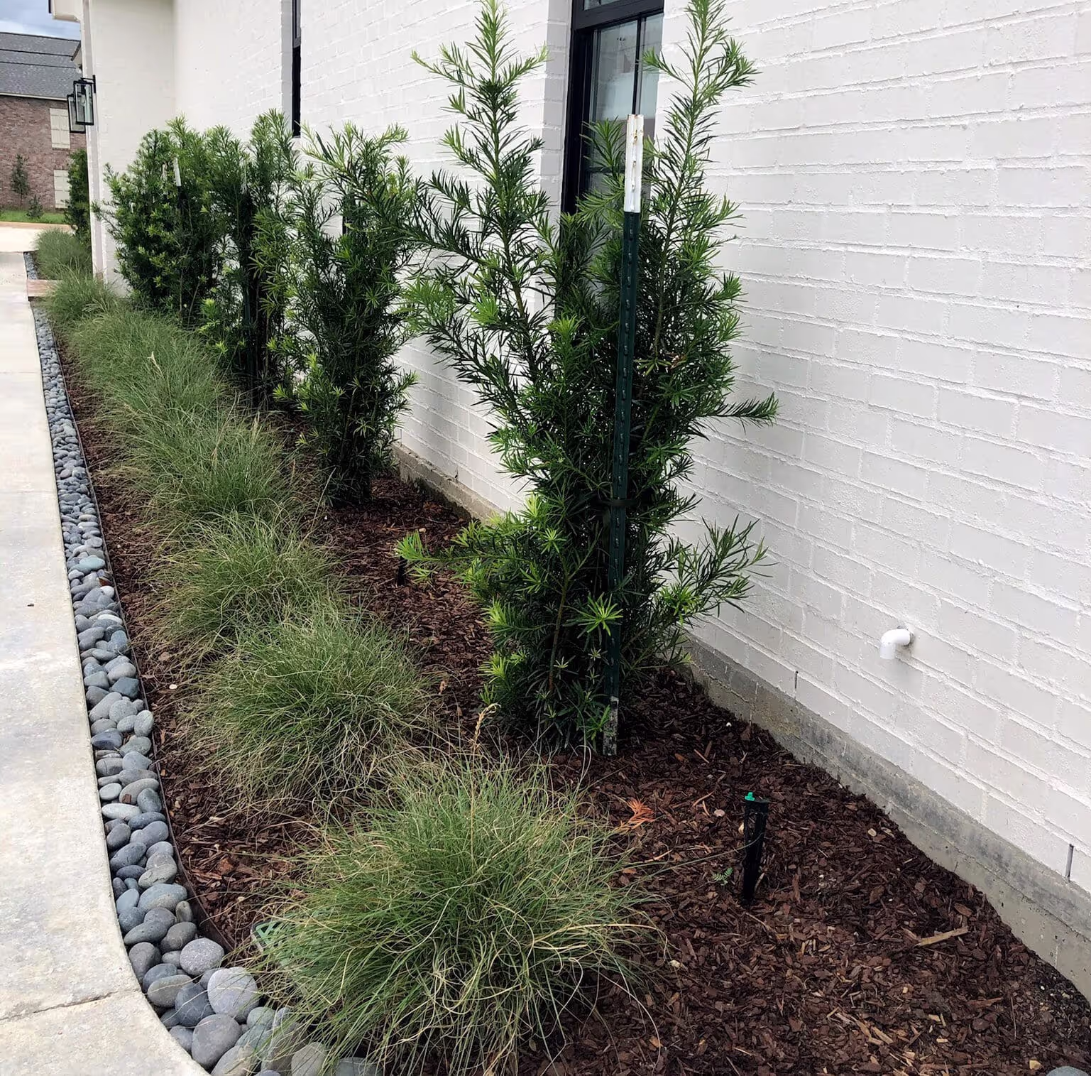 A side yard with a white brick wall, featuring neatly planted shrubs and ornamental grasses, bordered by a row of decorative rocks along the edge of a concrete pathway.