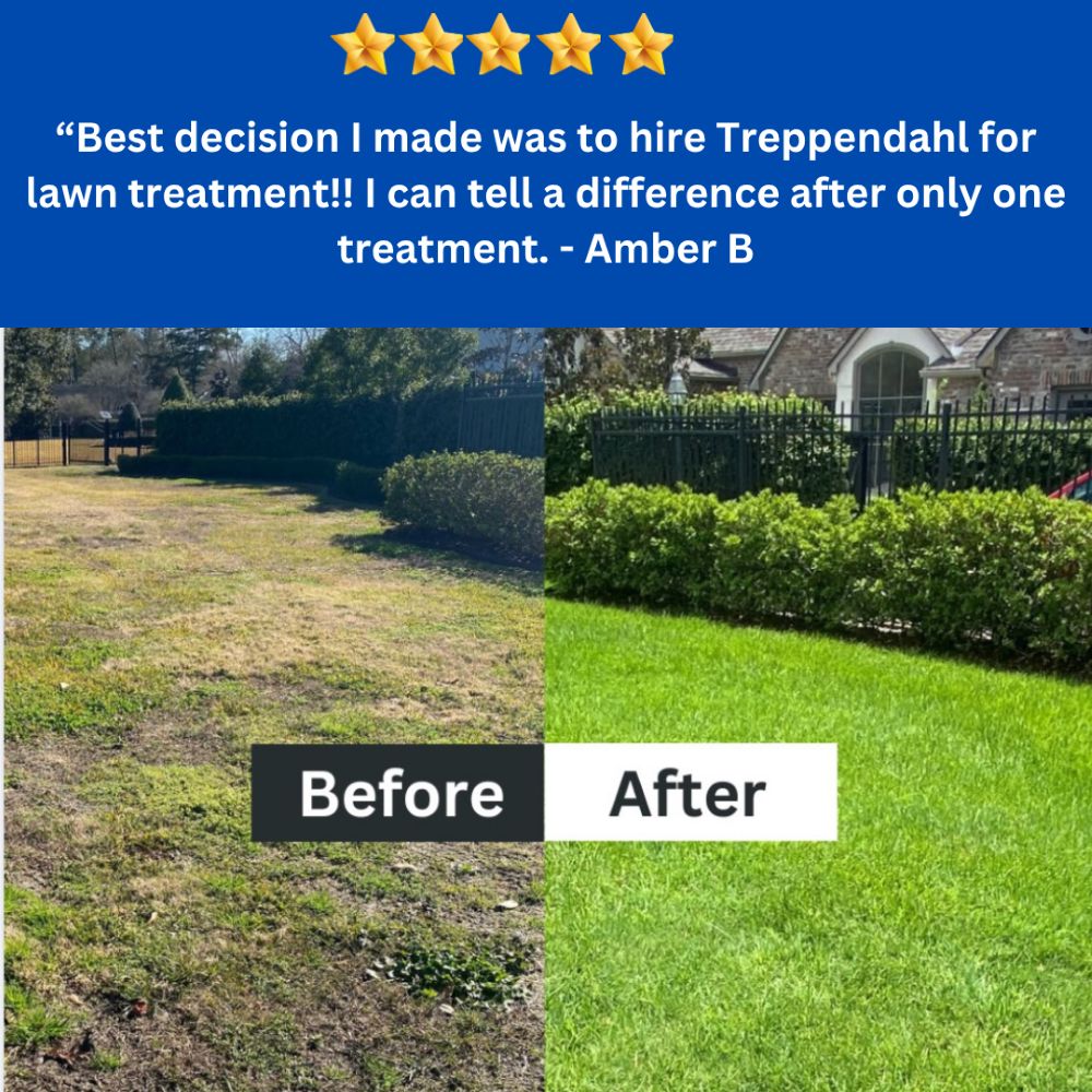 Before and after a Treppendahl Landscape lawn treatment, with a five-star review from Amber B: "Best decision I made was to hire Treppendahl for lawn treatment!! I can tell a difference after only one treatment."