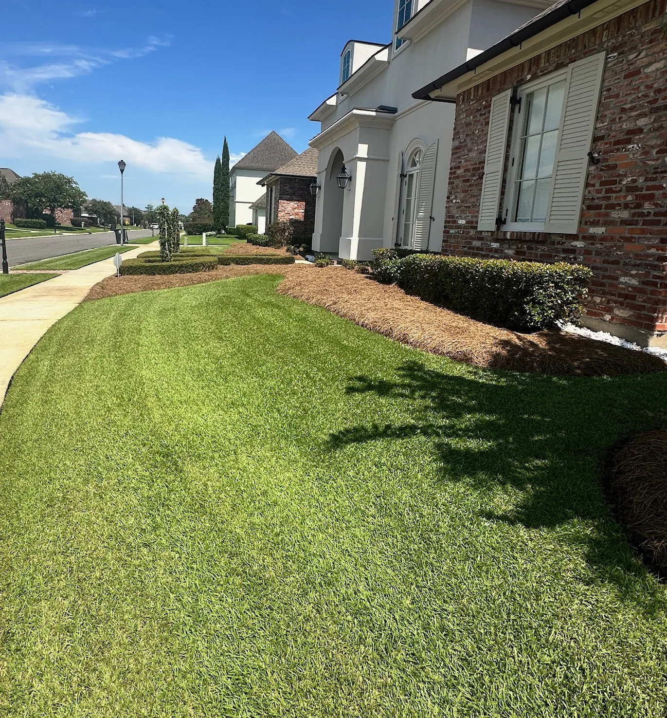 Healthy front lawn with fresh pine straw beds and boxwoods along a row of homes in Ascension Parish