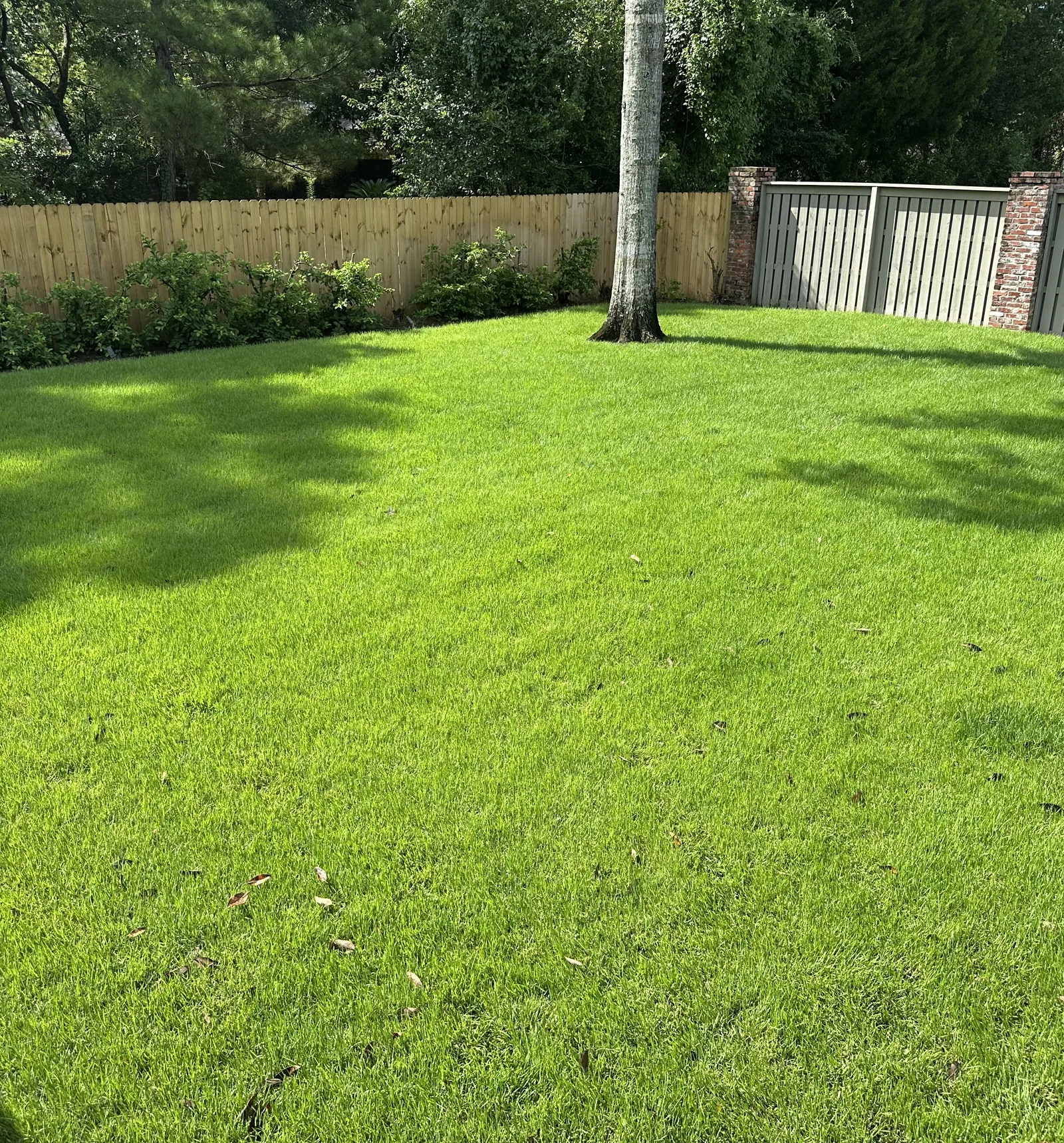 Thick, bright green backyard lawn on a lawn care program in Baton Rouge, LA