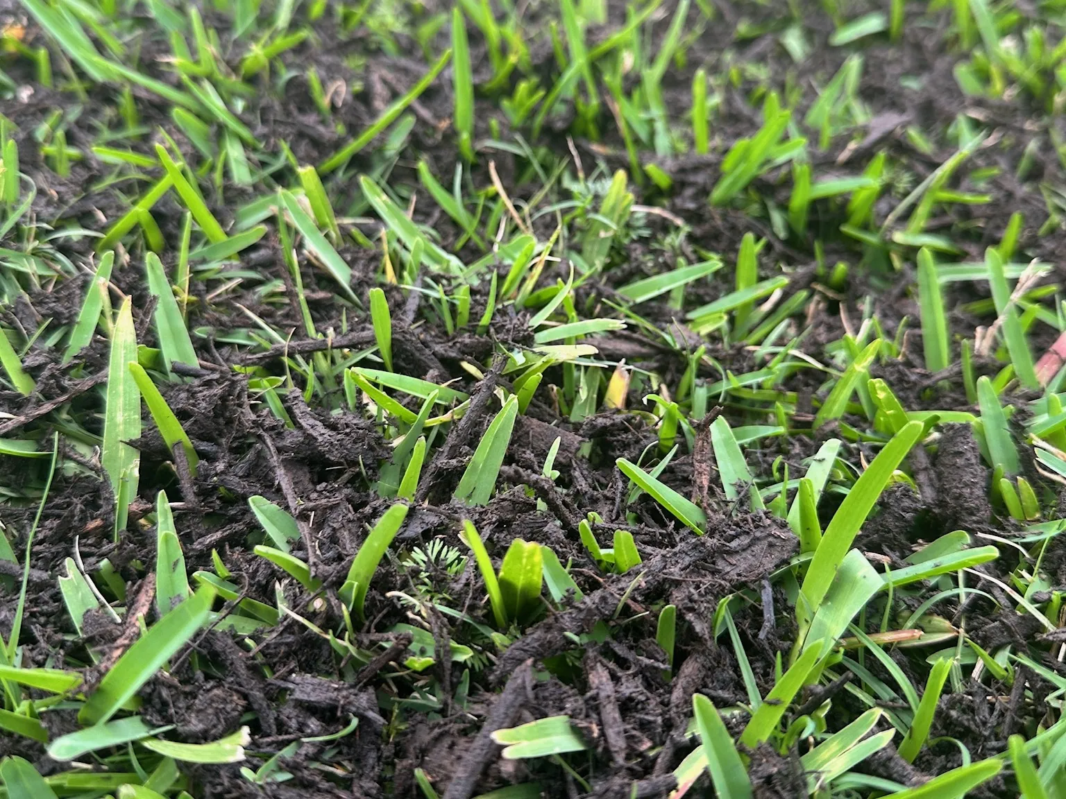 Close-up of a thin layer of compost topdressing settled between grass blades in Baton Rouge, LA