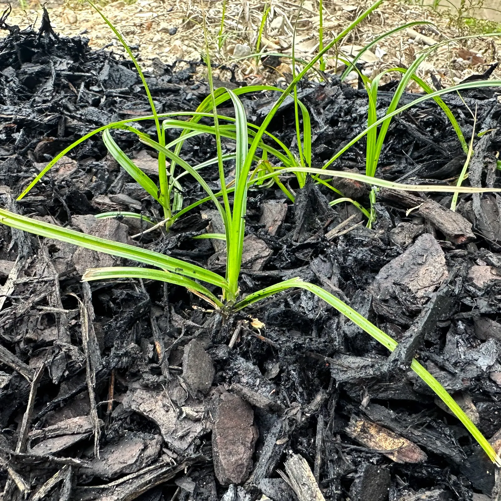 Flower Bed Weed Control in Baton Rouge, LA