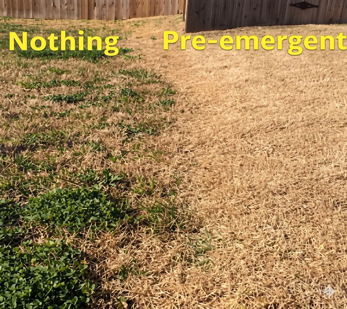 Lawn with and without pre-emergent, side by side in Baton Rouge, LA