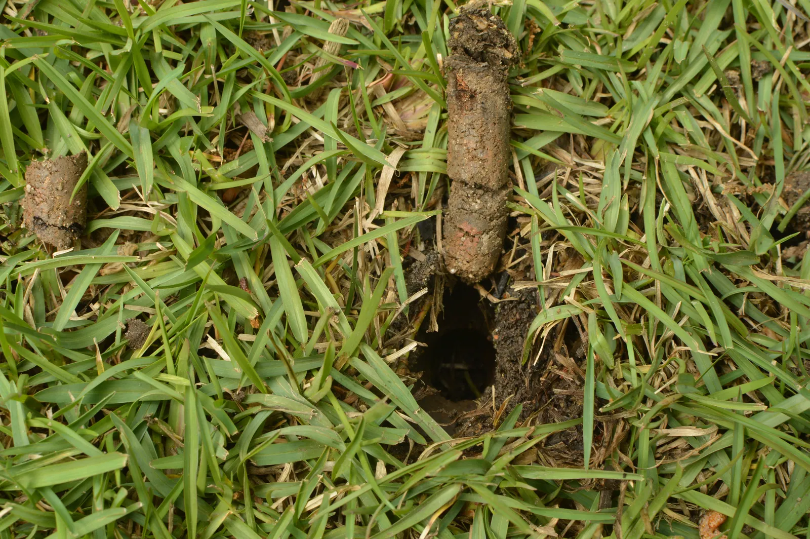 Soil plug lying beside the hole it came from in an aerated lawn in Baton Rouge, LA