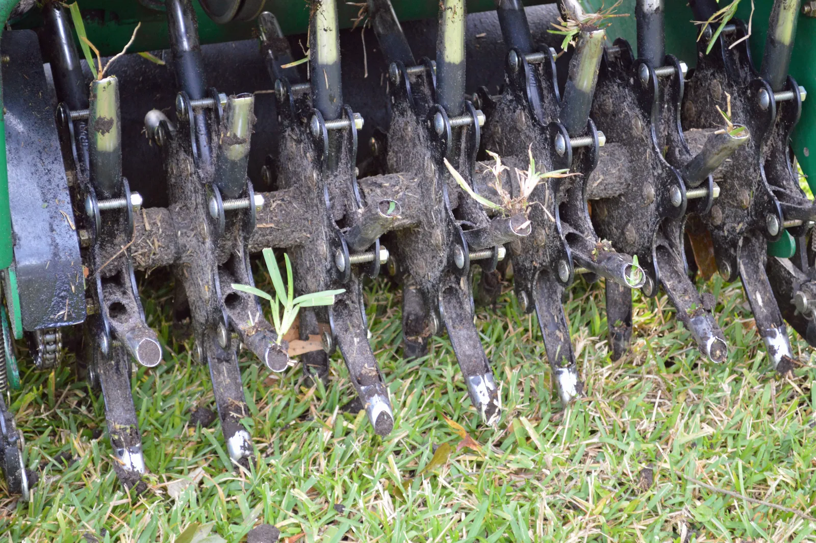 Core aerator tines pulling soil plugs from a lawn in Baton Rouge, LA