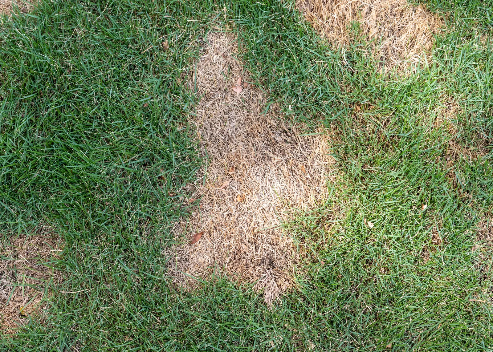 St. Augustine lawn with dead patches of brown patch fungus in Baton Rouge, LA