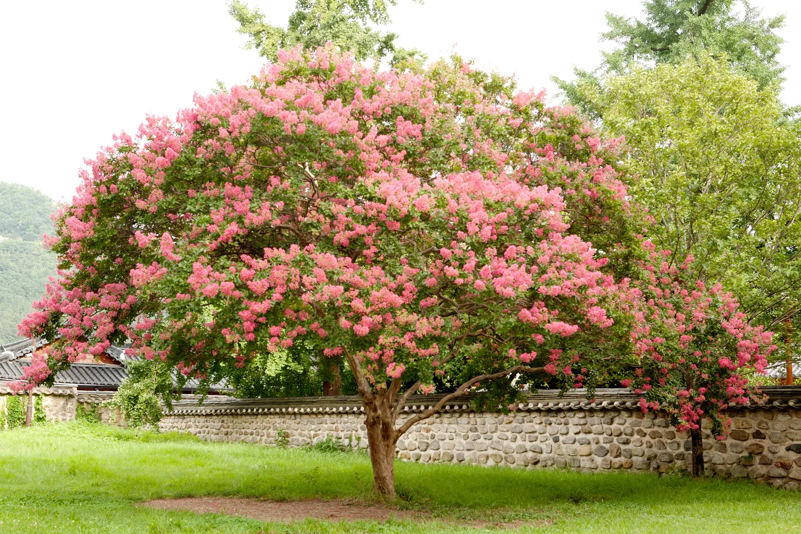 Plant Health Care in Baton Rouge, LA