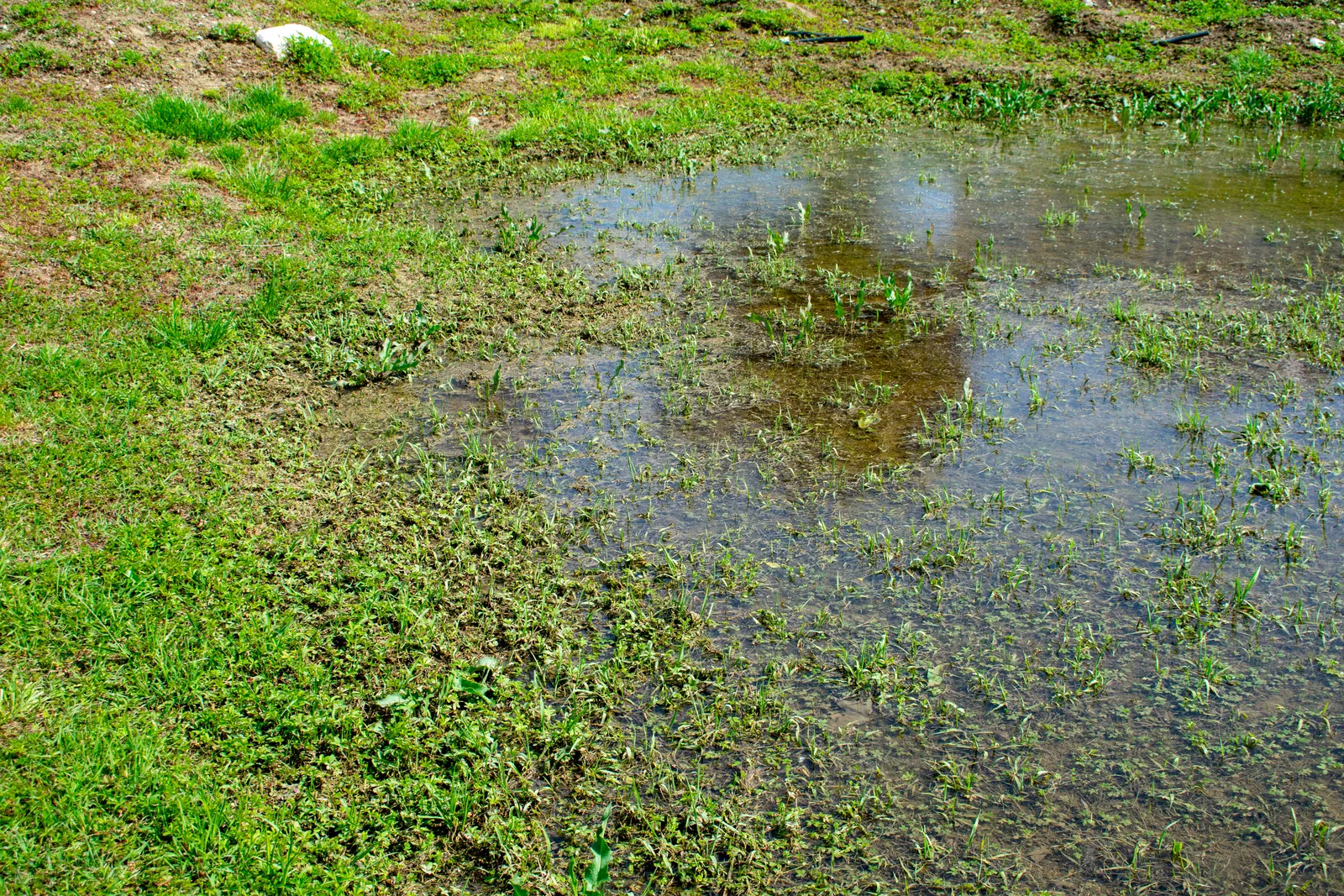 Standing water pooled in a yard after a heavy rain in Baton Rouge, LA