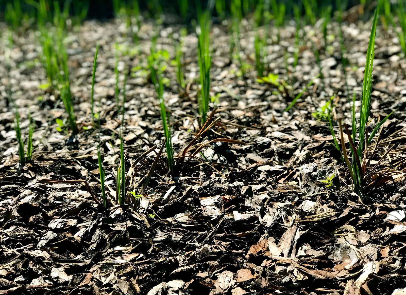 Torpedo grass shoots pushing up through mulch in a flower bed in Baton Rouge, LA