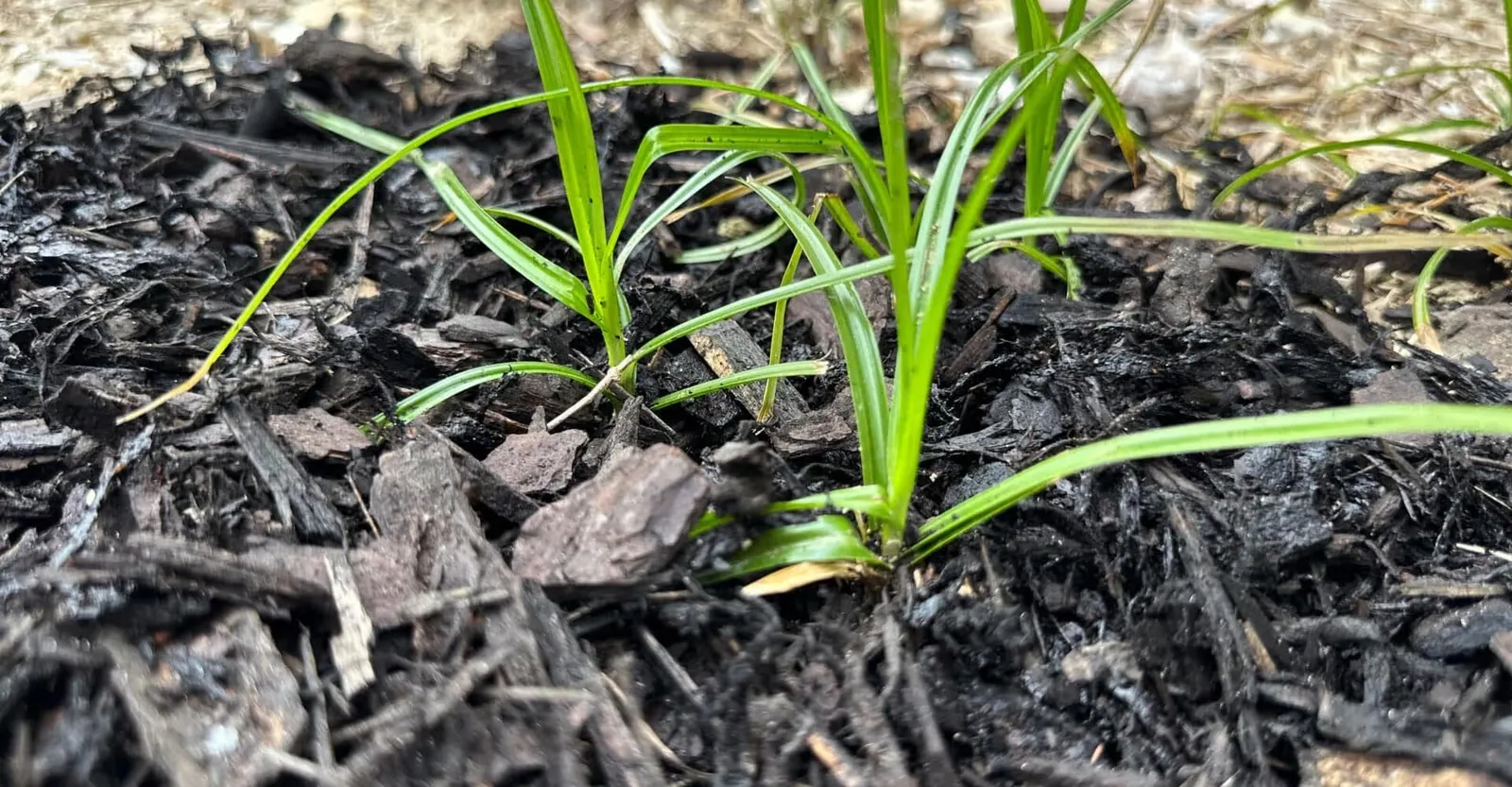 Nutsedge sprouting through dark mulch in a flower bed in Baton Rouge, LA