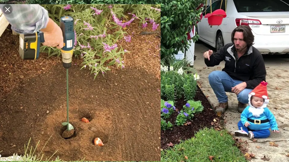 Planting Annuals for Winter Color