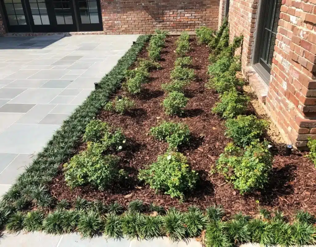 Freshly mulched bed with new shrubs and a mondo border in Baton Rouge, LA