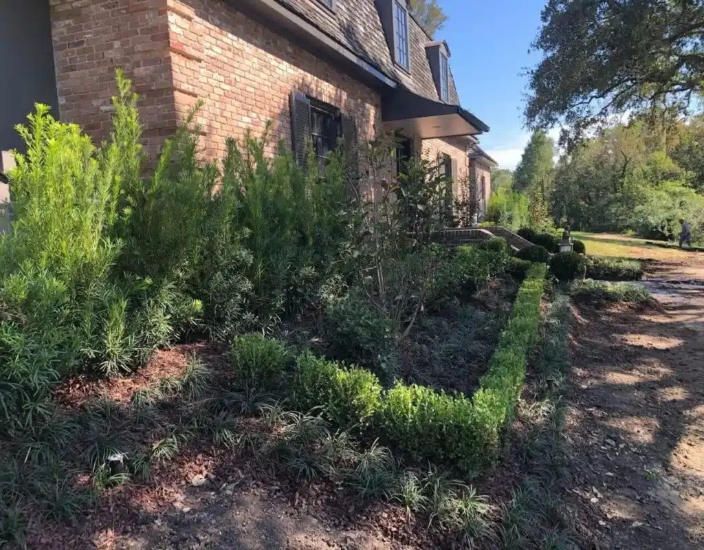 Side bed planted with young shrubs and boxwood in Baton Rouge, LA