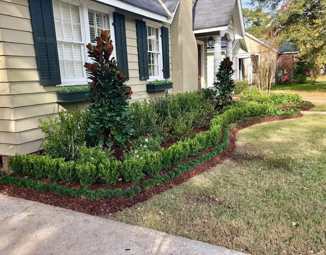 Boxwood border and young magnolia in a freshly mulched bed in Baton Rouge, LA