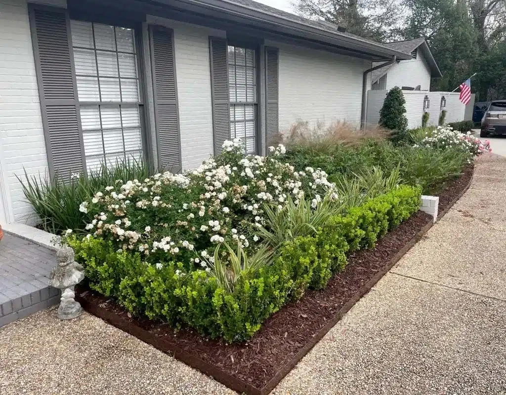 Neatly mulched bed of white roses and boxwood in Baton Rouge, LA