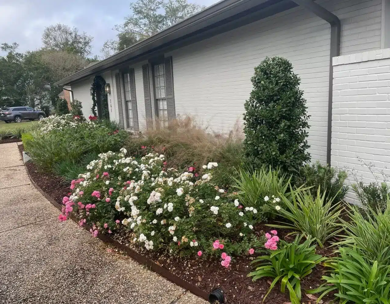 Pink roses, boxwood and grasses in a maintained bed in Baton Rouge, LA