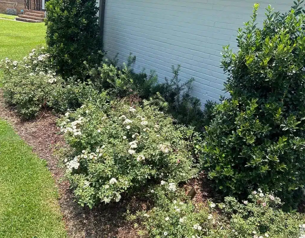 Healthy flowering shrubs along a home in Baton Rouge, LA
