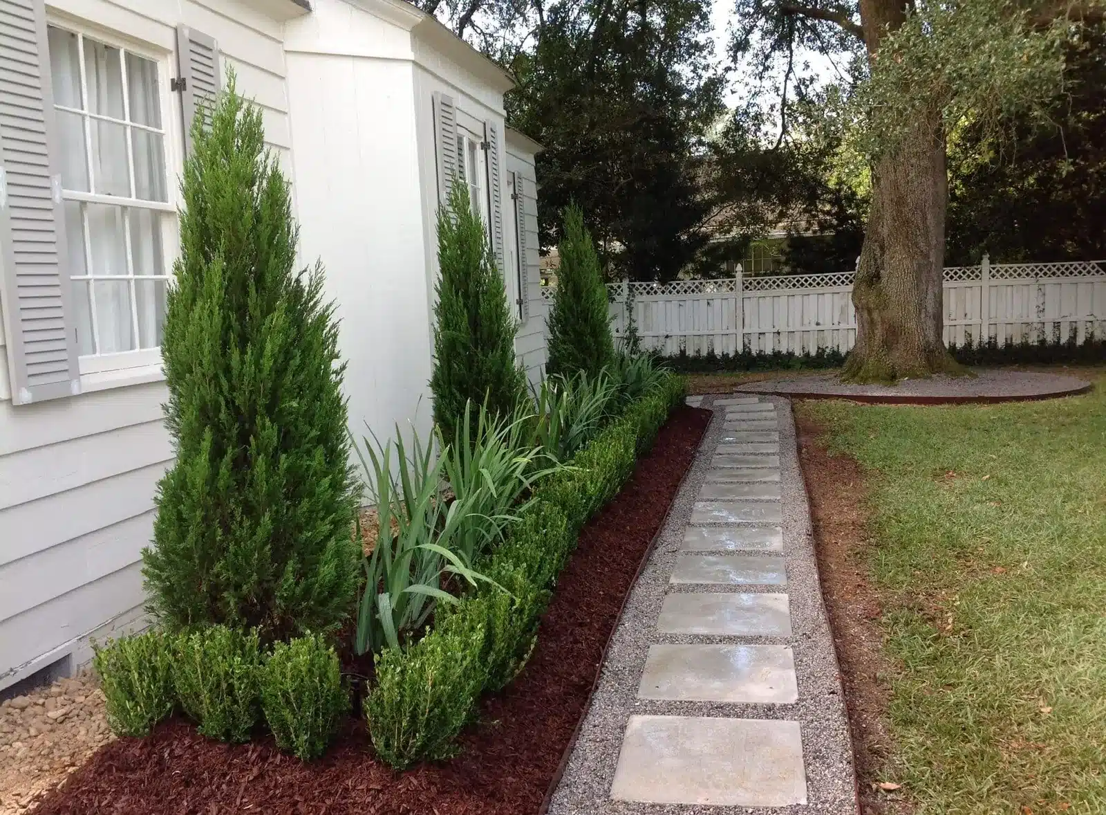 Spartan junipers and boxwood along a front walk in Scott, LA