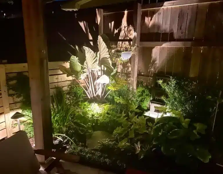 Uplit elephant ears in a courtyard bed in Baton Rouge, LA