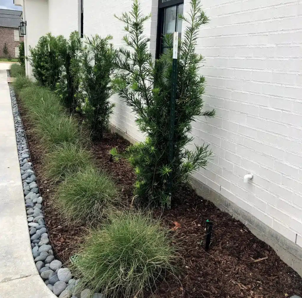 Japanese yews and grasses beside a modern home in Baton Rouge, LA