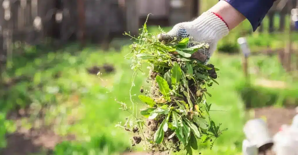How To Control Weeds In Your Flower Beds and Landscaping in Baton Rouge, LA