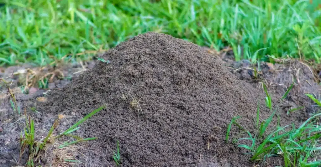 How to Get Rid of Fire Ants and Harmful Insects in Your Yard in Baton Rouge, LA