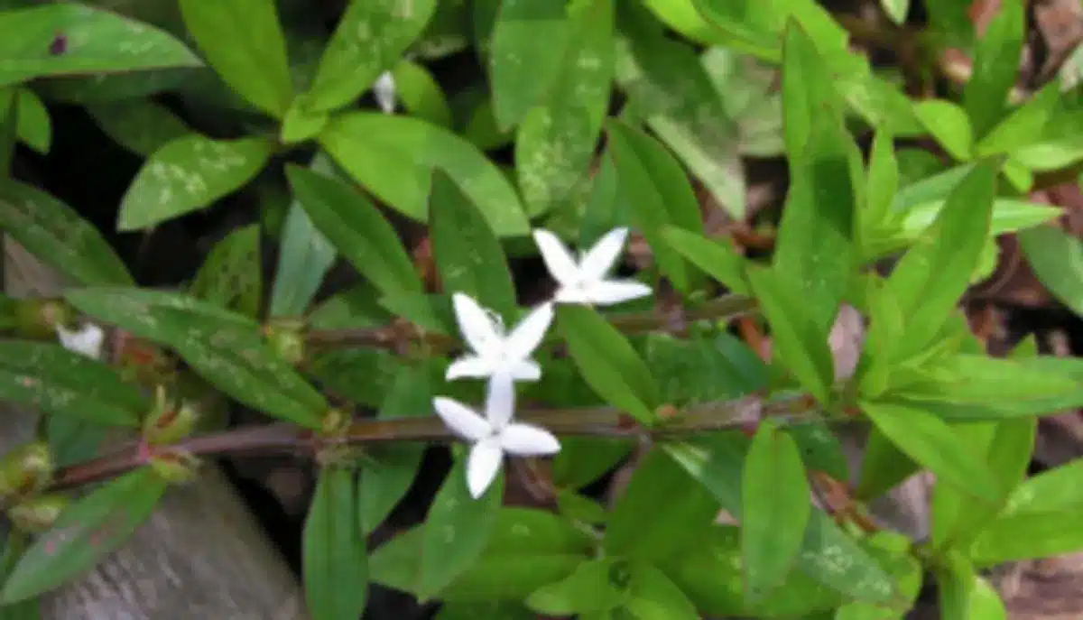 Lawn Weed Control in Baton Rouge, LA