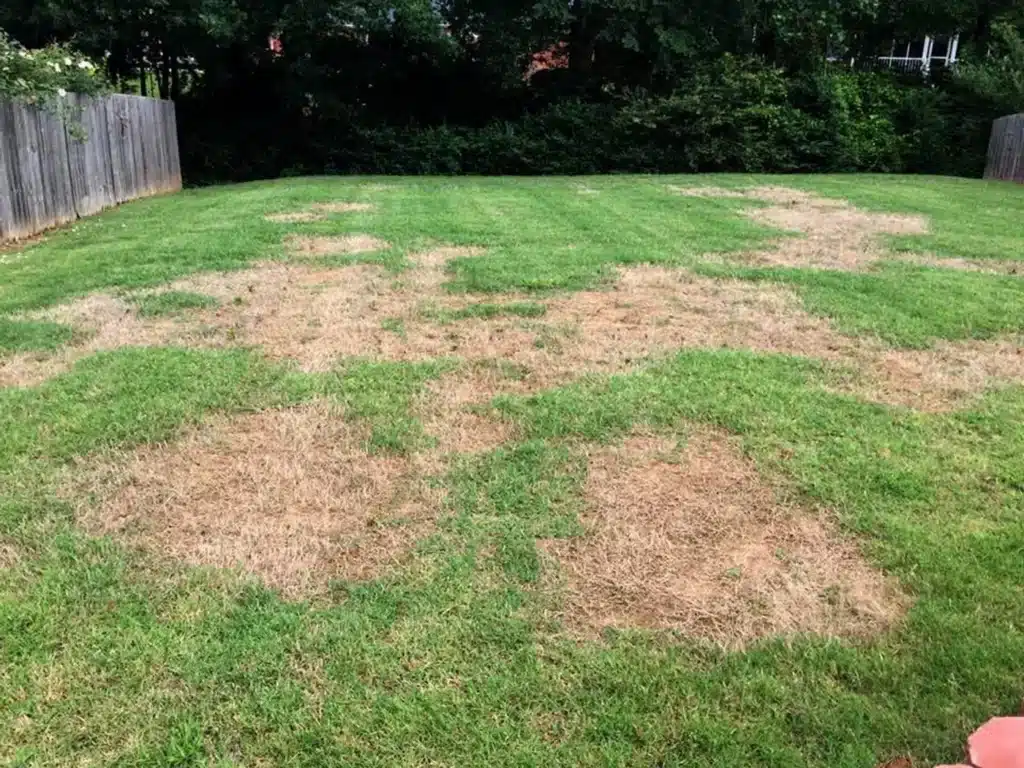 Reviving Your Lawn After a Tough Drought: Baton Rouge Lawn Care Tips