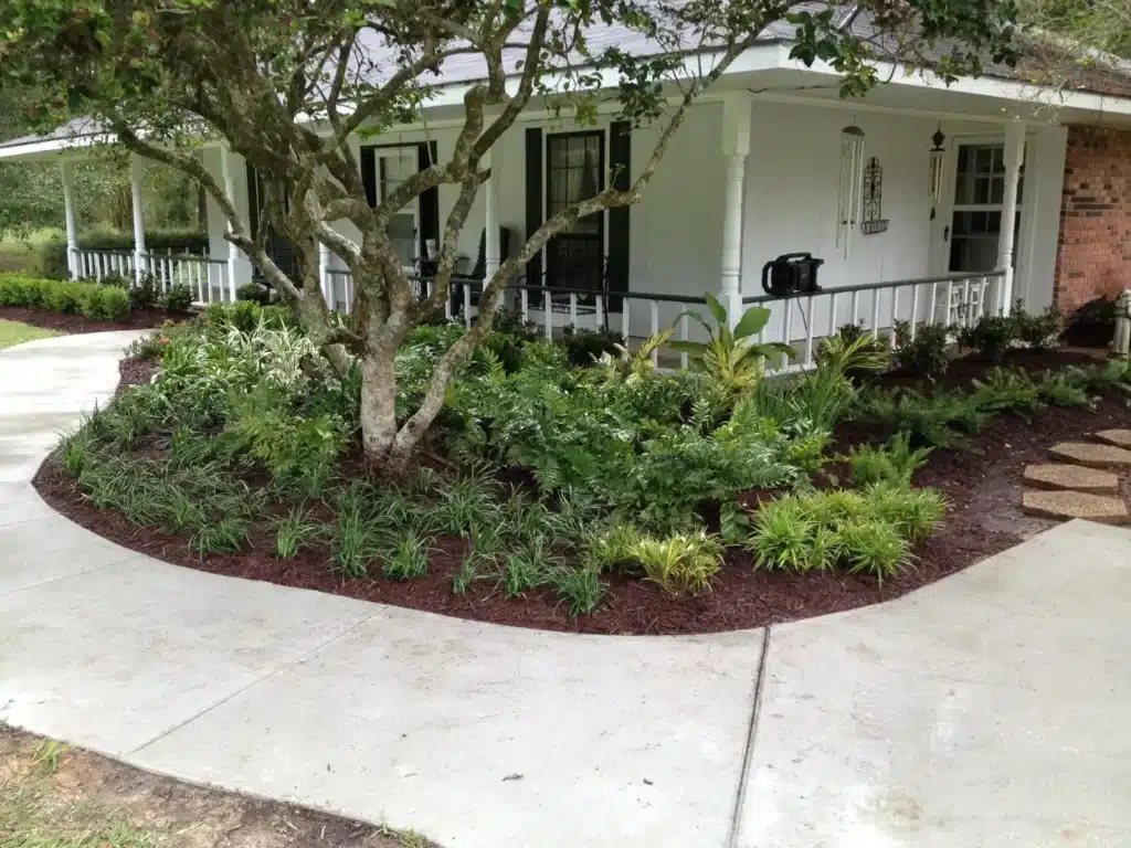 Shade bed under mature ligustrums in Baton Rouge, LA